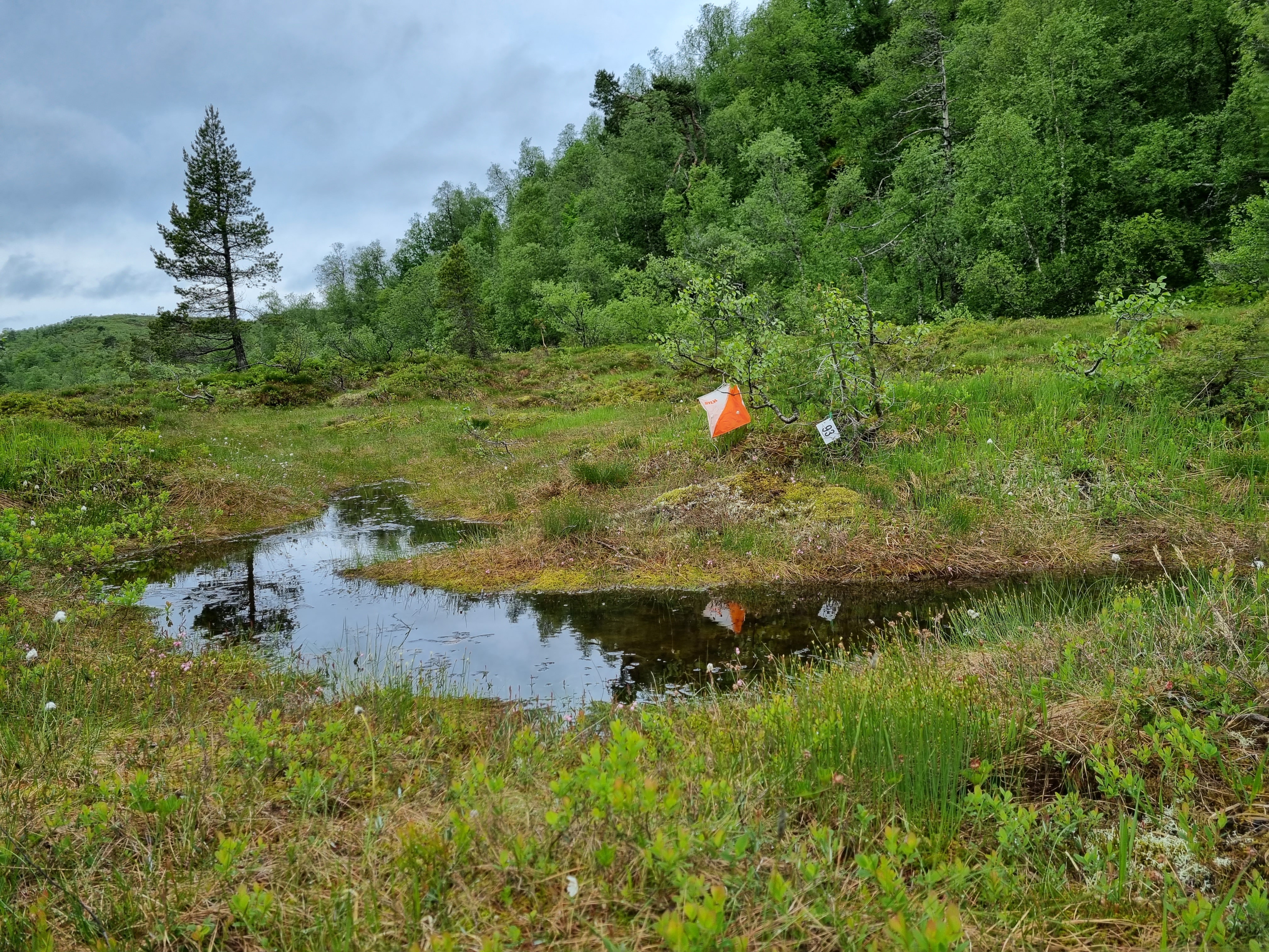 Nærløp 29.6 Etterlia